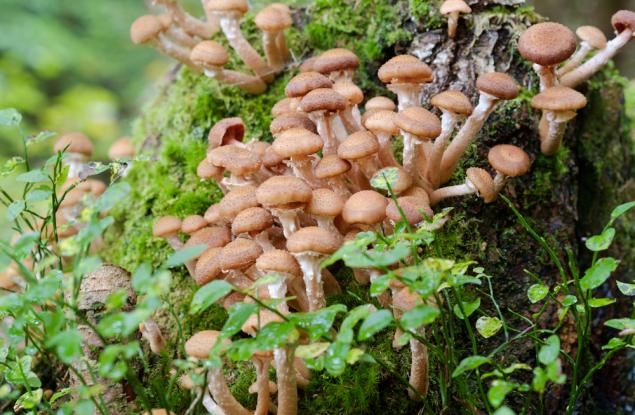 Това е най-големият жив организъм на нашата планета