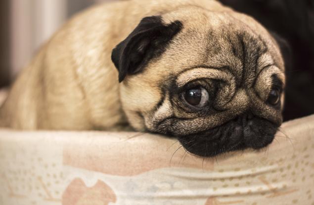 Кучетата може и да изглеждат засрамени, но не изпитват вина