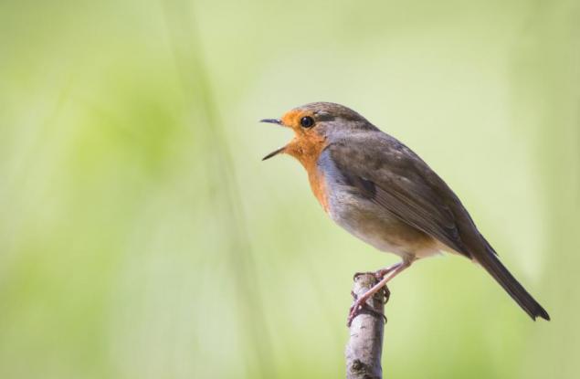 Защо Северна Корея се превърна в рай, но не за хората, а за птиците?