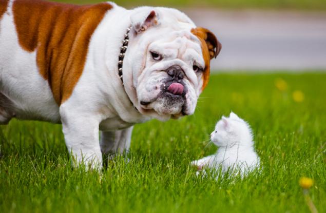 Защо големите кучета живеят по-кратко от малките?