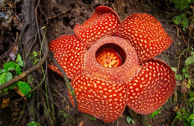 Забавни факти от близо и далеч