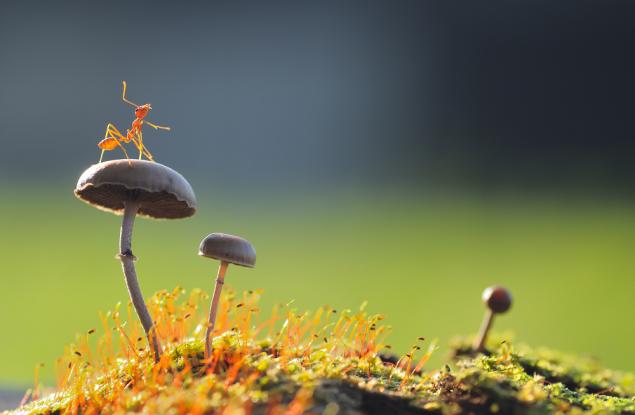 Притча: Как мравката загуби мотивация за работа