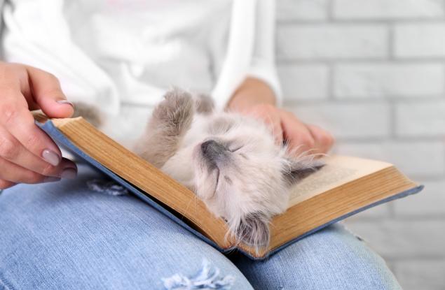 20 котки, които имат нужда от вниманието ви в мига, в който започнете да четете