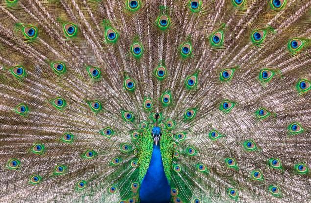 10 от най-красивите национални птици на света