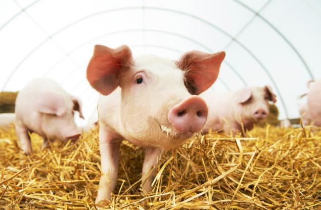 И прасетата имат чувства