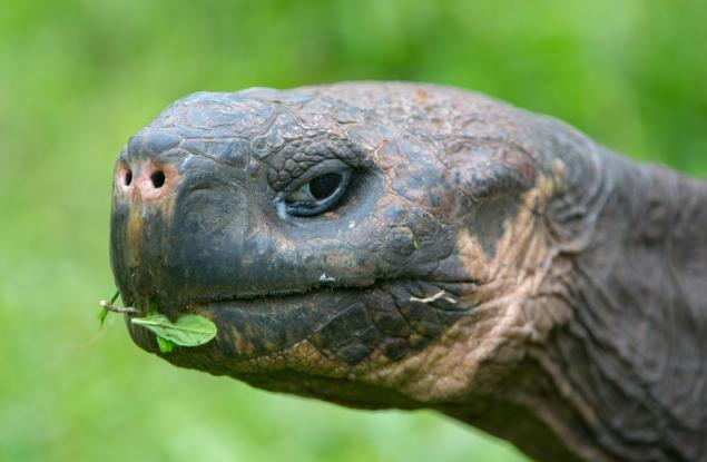 Мъжка костенурка сама спасила вида си от изчезване чрез секс 