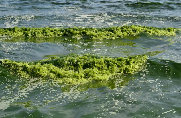 Арктика постепенно позеленява с тревожни темпове