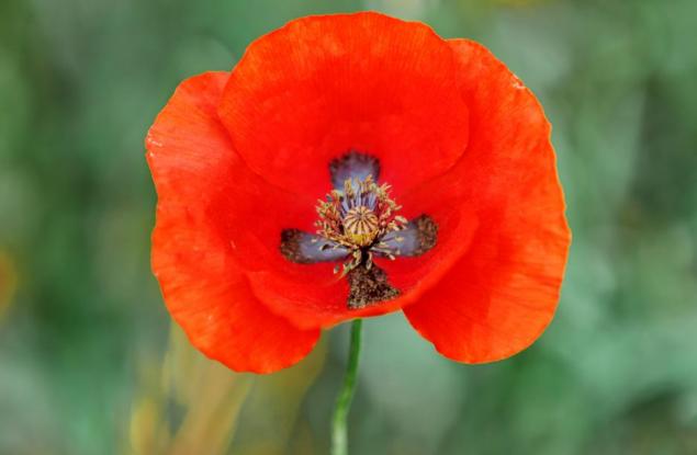 Уникалните растения на България