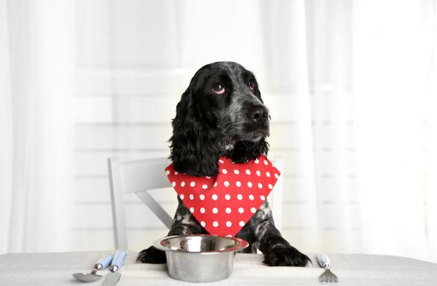 13 храни, които са опасни за здравето на вашето куче