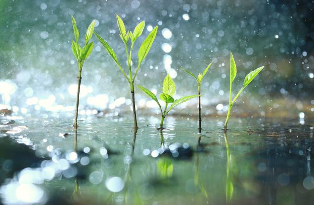 Проучване показва как растенията се „паникьосват“, когато вали