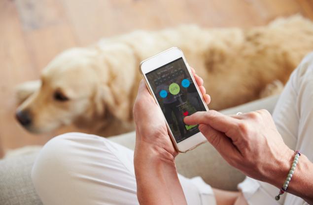 Колко опасно може да бъде за кучето пристрастяването ни към смартфона