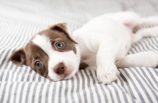 Тези малки кученца ще се погрижат за днешното ви настроение