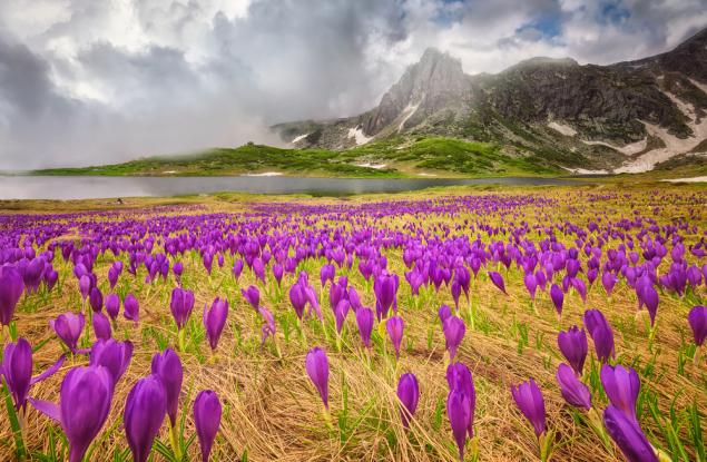 20 великолепни снимки, честващи красотата на пролетта