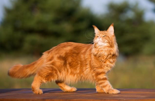 Интелигентни ли са котките колкото кучетата?