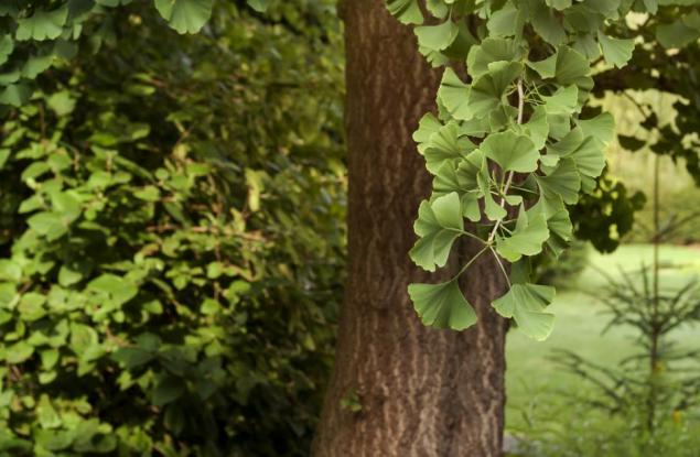 Защо в много растения има цианид?