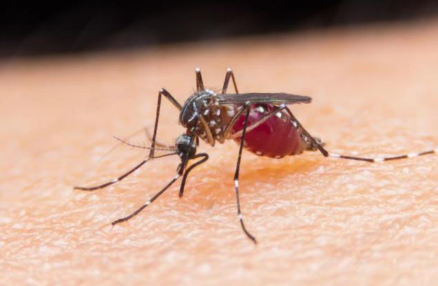 Болестите, пренасяни от комари, ще бъдат спряни с генно редактиране