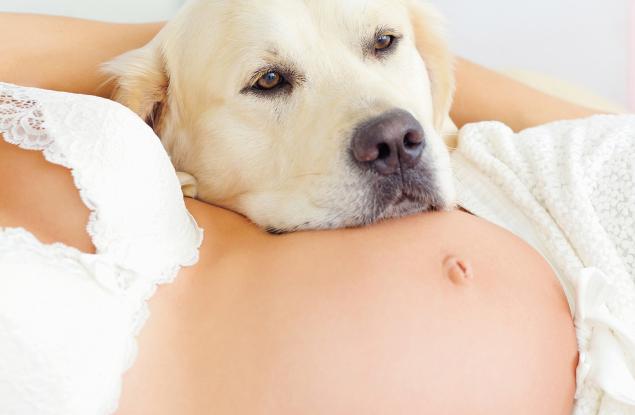 14 кучета, които нямат търпение бебенцето да се роди