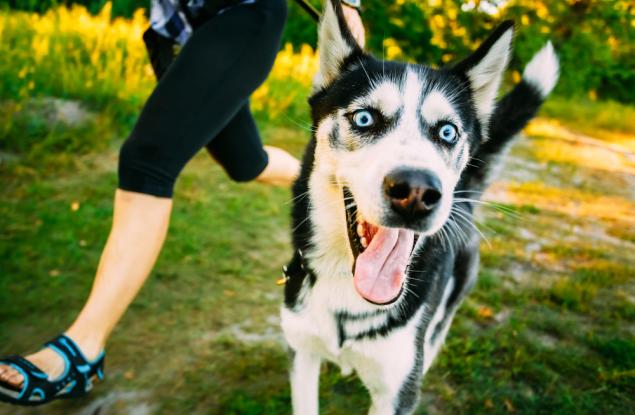 Видео: Смешни животни