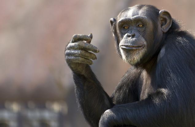 Шимпанзета надхитрят ловци