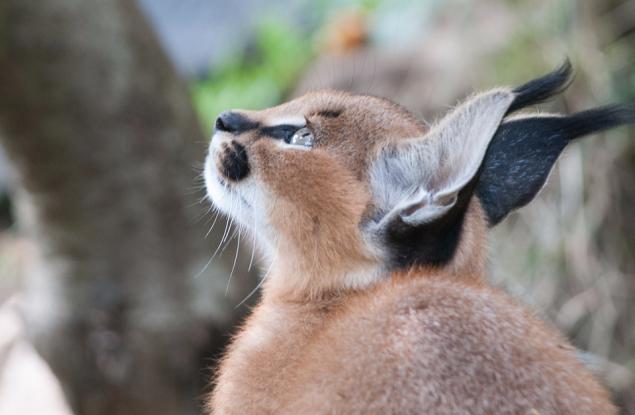 Дали това не е най-сладкият вид въобще?