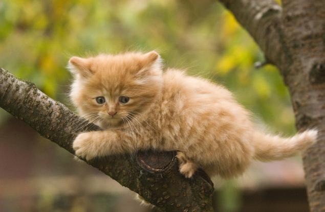 16 невероятни котки, които струват цяло състояние