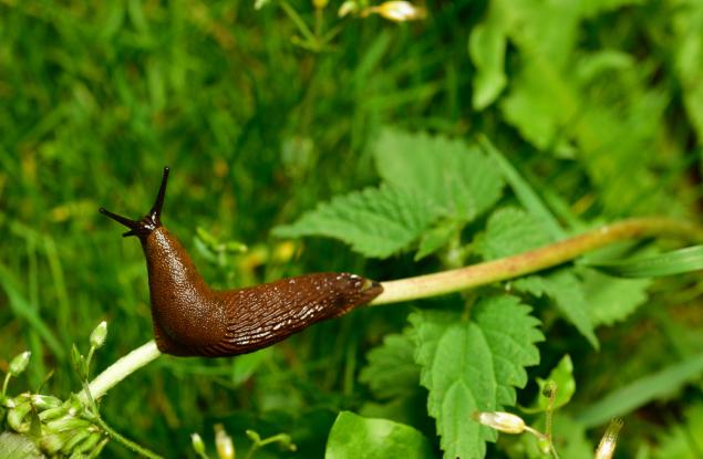 Гол охлюв прави перфектното медицинско лепило