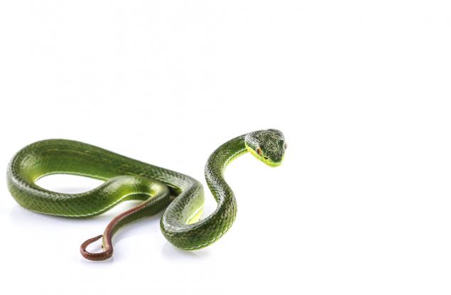 Змия в самолет: но този път истинска, а не на филм