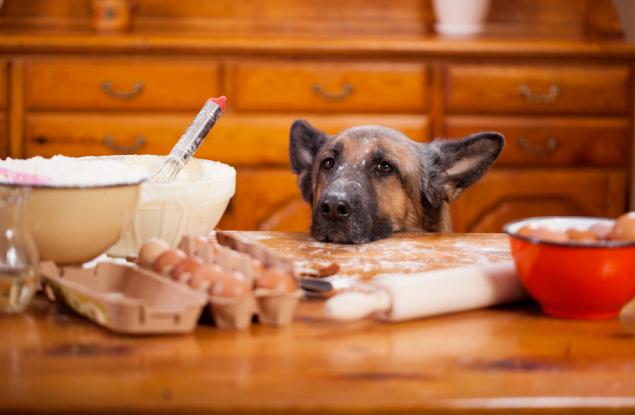 Видео компилация на кучета, които отмъкват храна от стопаните си