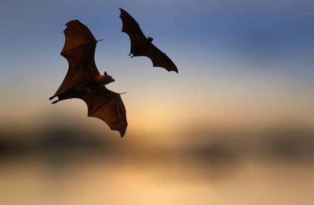 Най-бързо летящата твар не е птица