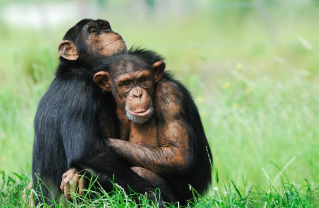 8 факта, които ще ви накарат да осъзнаете колко странен е сексът в царството на животните