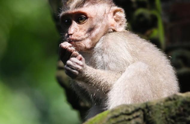 В Русия подготвят макак за полет до Марс