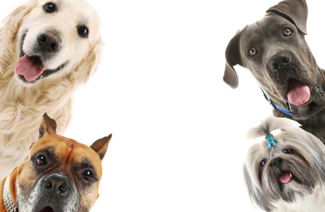 Компания предлага на стопани да клонира кучетата им