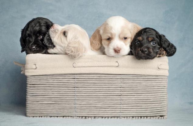 Как кученцата могат да спасят вашата връзка