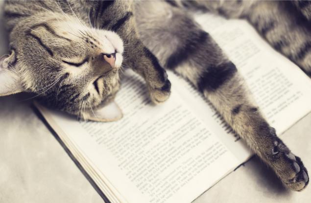 9 котки, които са прекалено сладки, за да бъдат преместени