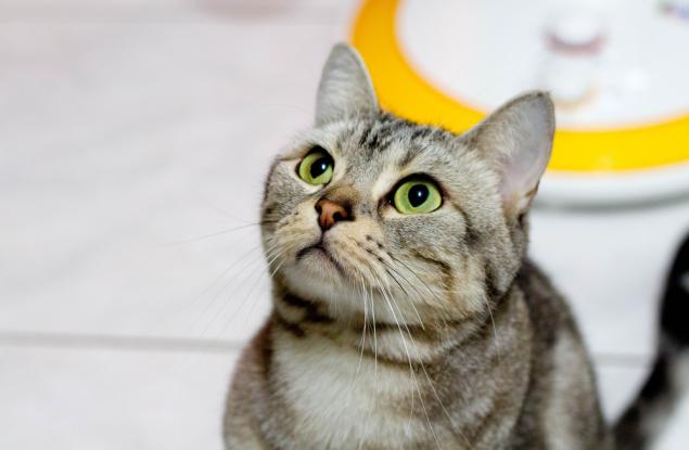 Видео: Котка срещу робот-динозавър