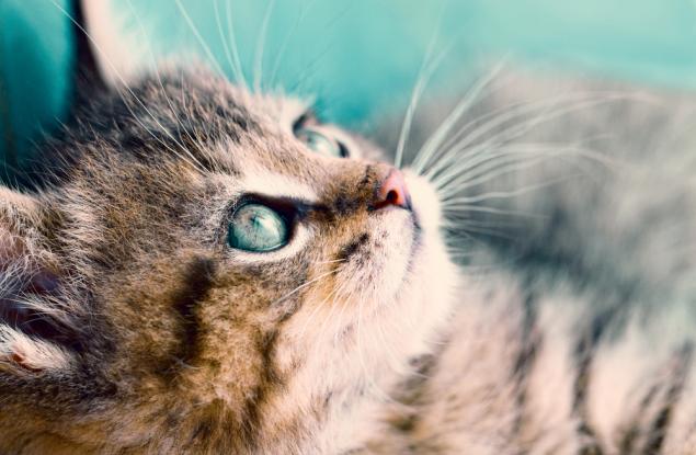 Защо снимките на животни така ни вълнуват?