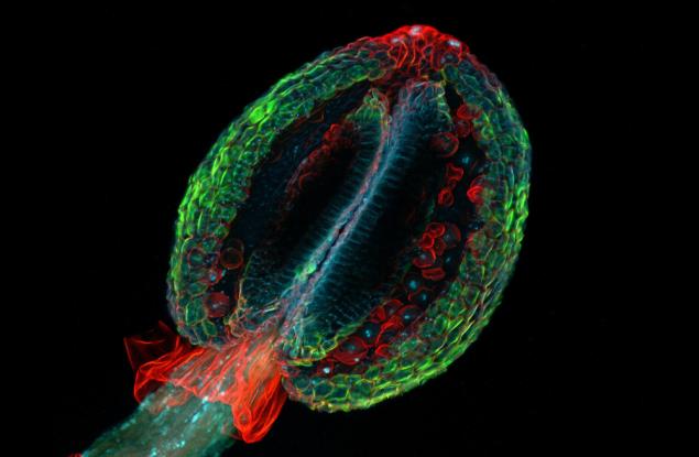 Едно растение, което е по-добро в математиката от вас