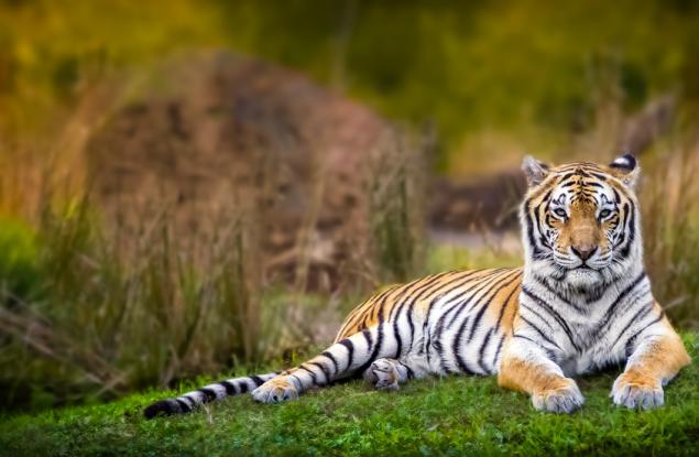 Discovery Communications обявява „Проект C.A.T.: Опазване на защитени територии за тигри“