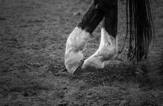 Видео: Кой е най-добрият кон-танцьор?