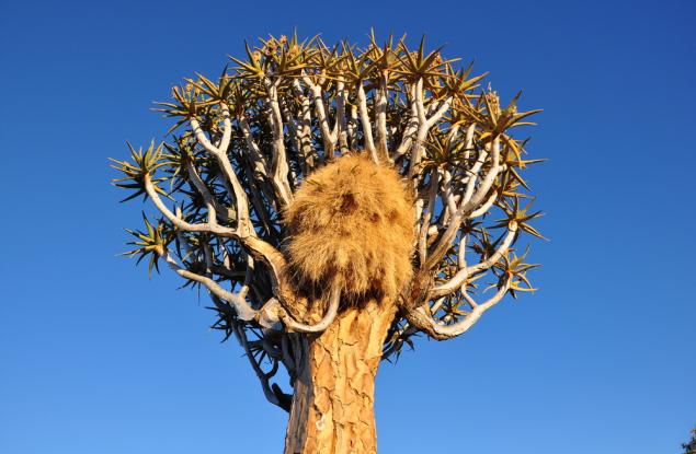 13 архитекта от кралството на животните и техните красиви домове