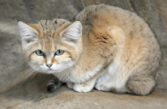 12 редки диви котки, за чието съществуване вероятно дори не сте подозирали