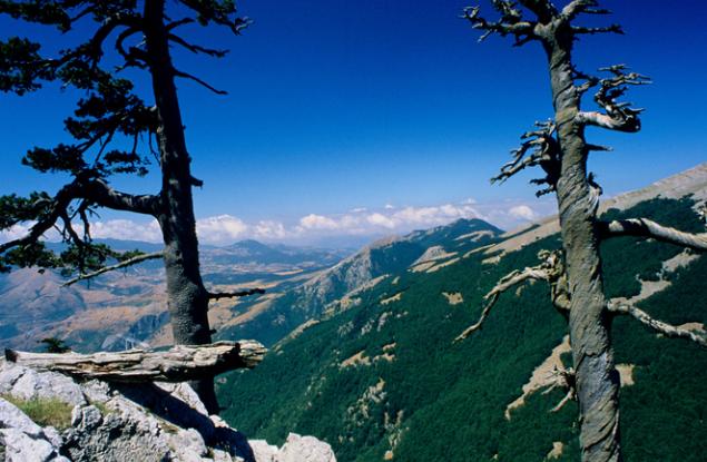 Най-старото дърво в Европа е на над 1000 години 