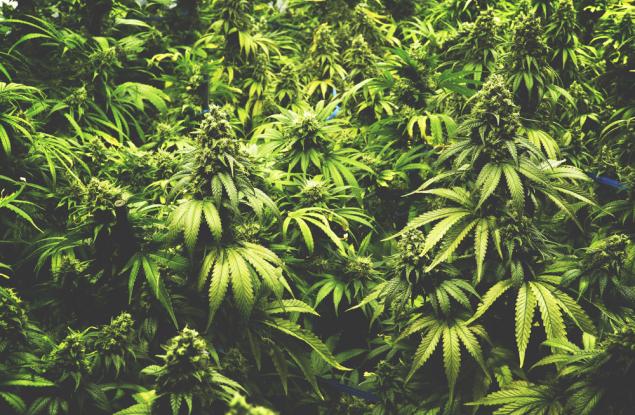 Редовната употреба на канабис има неочакван ефект върху креативността