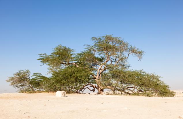 Дървото на живота живее вече повече от 400 години в пустиня без вода