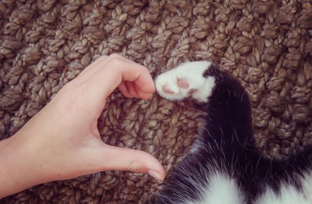 Някои обичат домашните си любимци повече, отколкото обичат хората