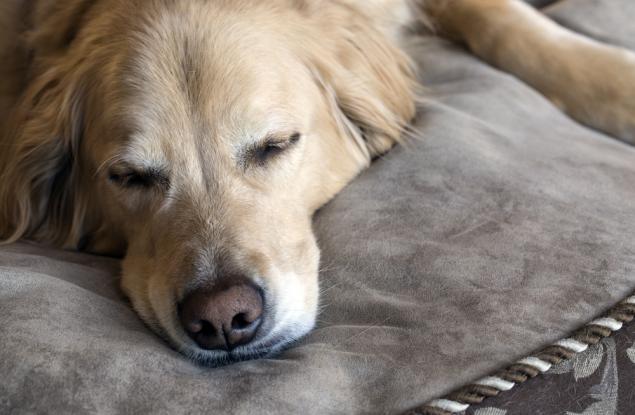 Наистина ли е лошо да споделяте легло с кучето си?