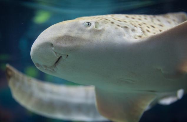 Акула прави първия в света преход от сексуална към асексуална репродукция