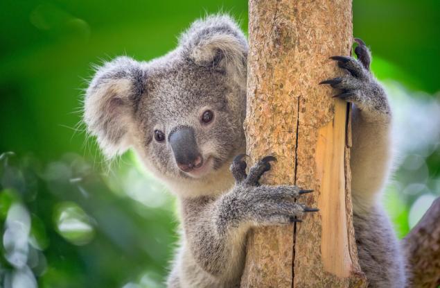 Тест: Познавате ли рекордите в животинския свят?