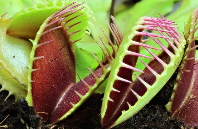 Разбраха как хищните растения са развили апетита си за плът