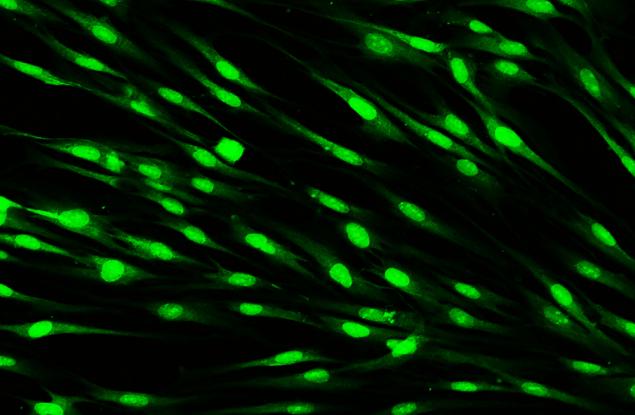 Светещ зелен сок може да промени начина, по който изследваме вътрешностите си